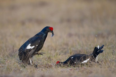 Black grouse