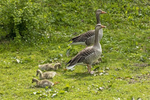 Greylag geese