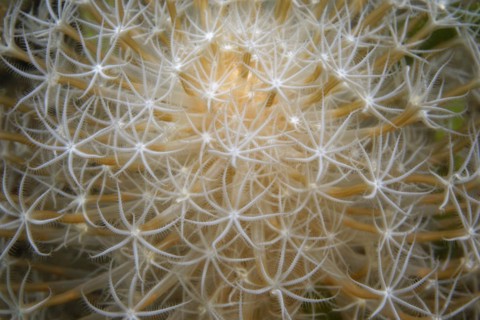 Sea Feather