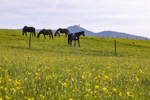 Horses in a paddock