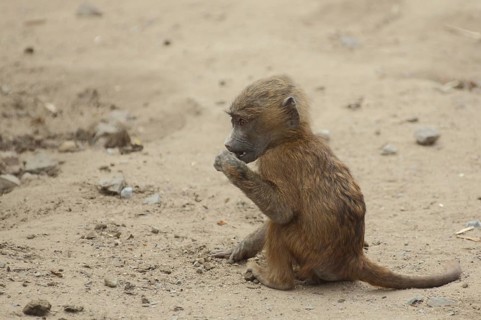 Young anubis baboon