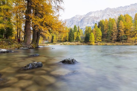 Yellow-coloured larches in autumn at Lake Palpuogna