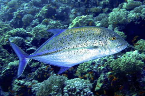 Bluefin trevally