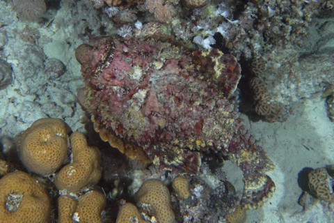 Reef stonefish