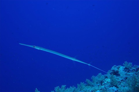Bluespotted cornetfish
