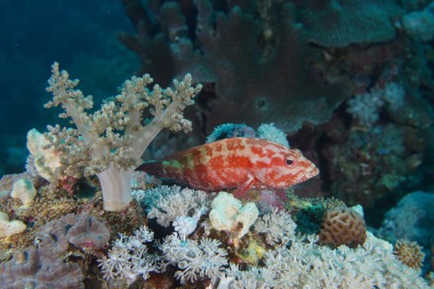Jewel grouper