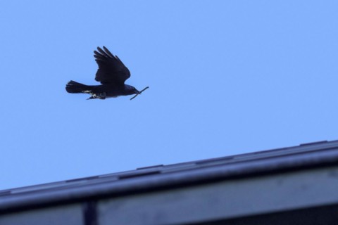 Western jackdaw