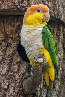 Green-thighed parrot