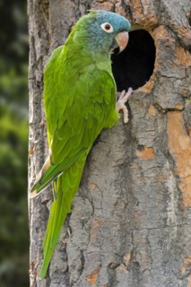 Blue-crowned parakeet