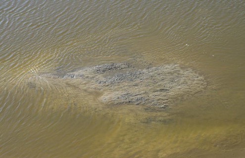 Mudflats