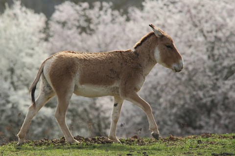 Kulan