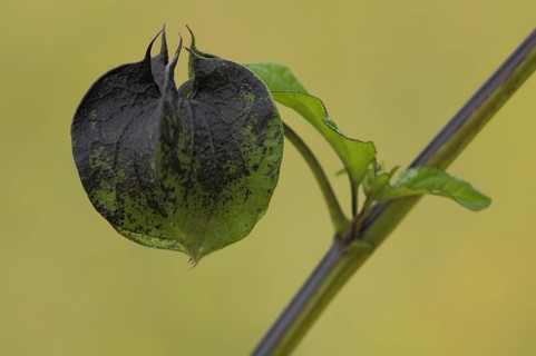 Detail of Bladder Cherry