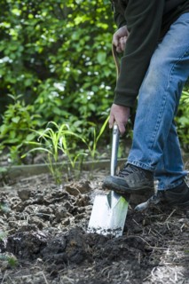 Senior man preparing a garden bed. Digging and turning over soil