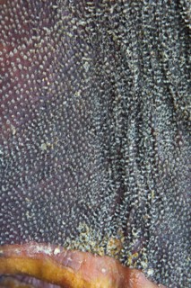 Close-up of fermented Greenland shark