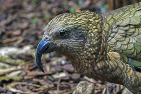 Close-up portrait of kea
