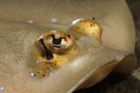 Bluespotted stingray