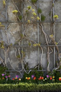 Flowers and shrubs in Mirabell Palace Garden