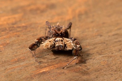 Jumping spider