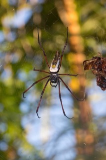 Female Madagascar silk spider