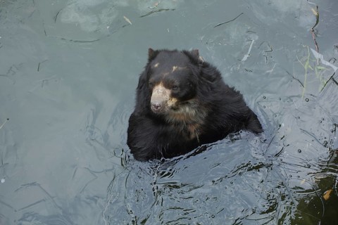 Spectacled bear