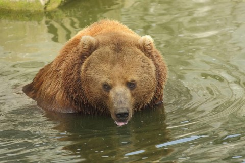 Kamchatka brown bear