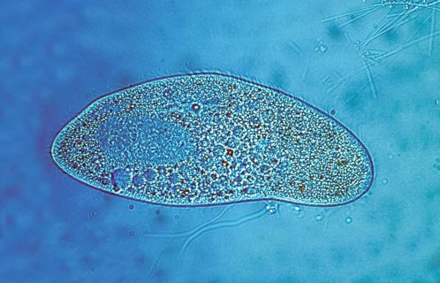 Paramecium at 250x