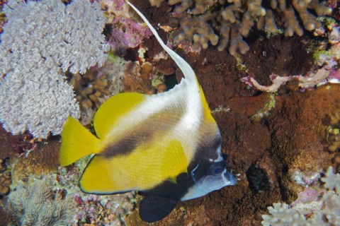 Red sea bannerfish