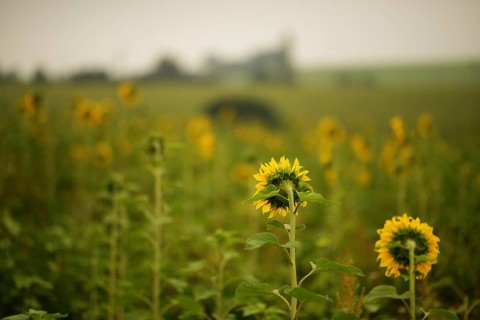 Sunflower field