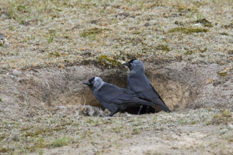 Western jackdaws