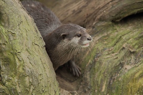 Dwarf otter