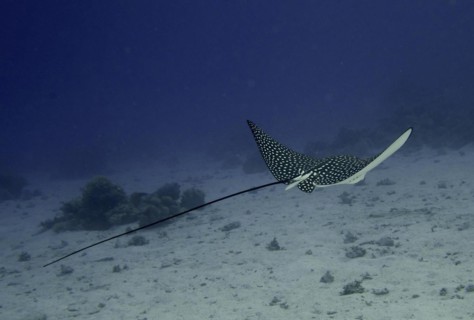 Spotted eagle ray