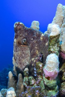 Large blue octopus