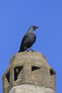 Western Jackdaw