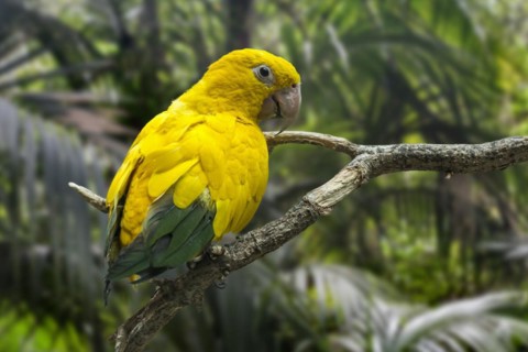 Golden parakeet