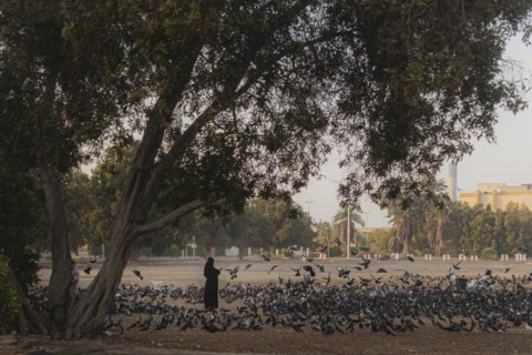 A woman wearing a niqab photographs pigeons