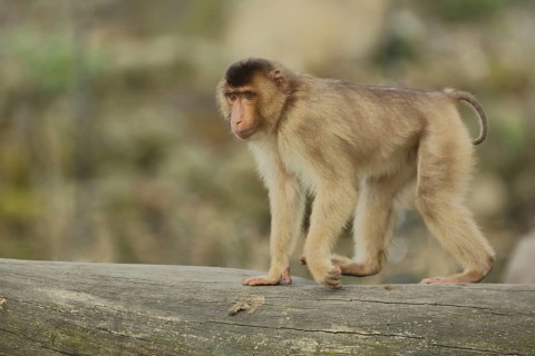 Porcupine monkey