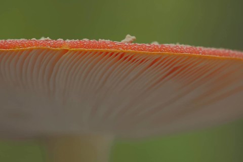 Cap edge of fly agaric