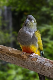 Burrowing parrot