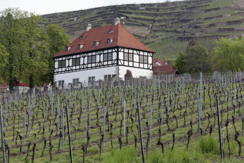 Hofloessnitz Winery
