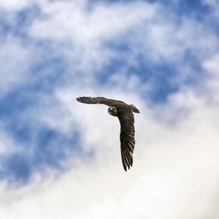 Falcon