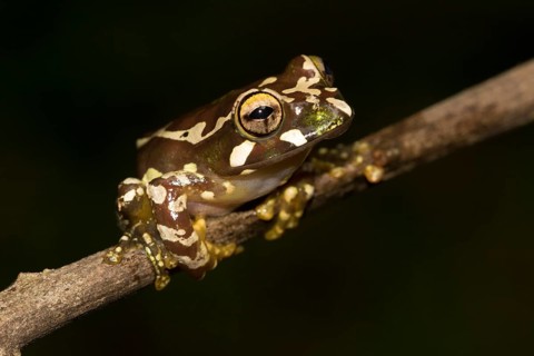 Juvenile Madagascar frog