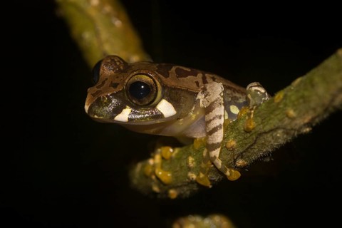 Madagascar frog