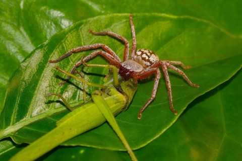 Spider eating grasshopper