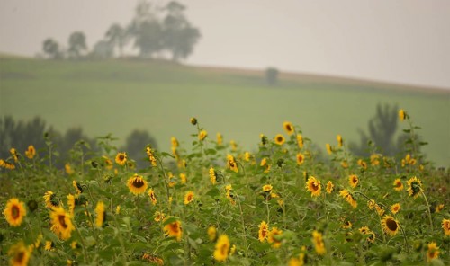 Sunflower field