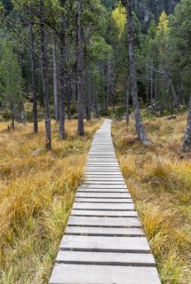 Yellow coloured larches in autumn at Lake Palpuogna