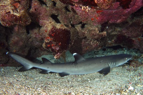 Whitetip reef shark