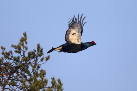 Black grouse