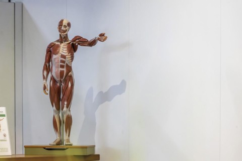 Torso for biology lessons