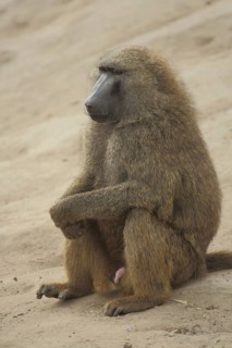 Anubis baboon