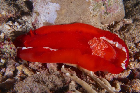Spanish dancer